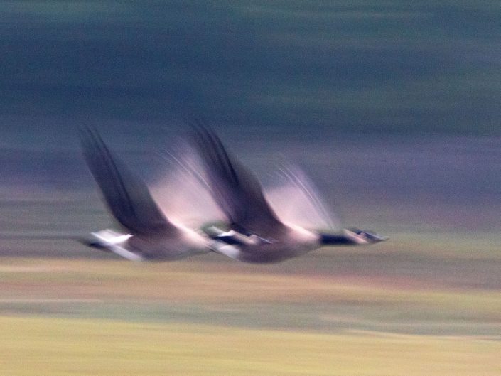 Speedy Wings